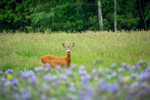 Single male roe deer standing in the meadow, summer view