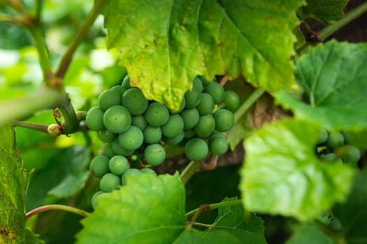 A bunch of green grapes in the leaves, close up