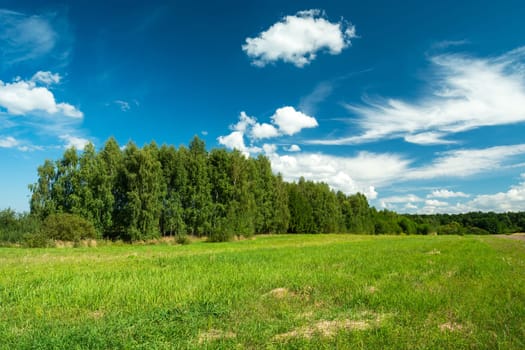 Green meadow and forest and white clouds on the blue sky, summer landscape