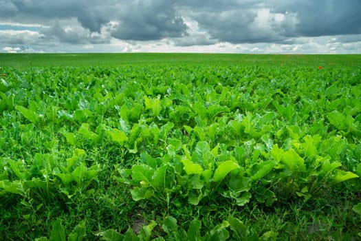 Huge green field of forage beet and overcast sky, summer rural view
