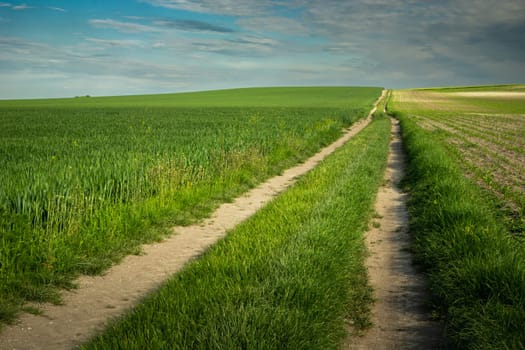 Long dirt road through farmland, rural view in June, eastern Poland