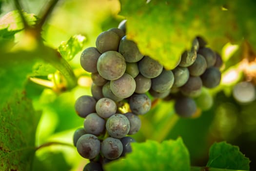 Ripe blue grapes hanging among green leaves, summer view