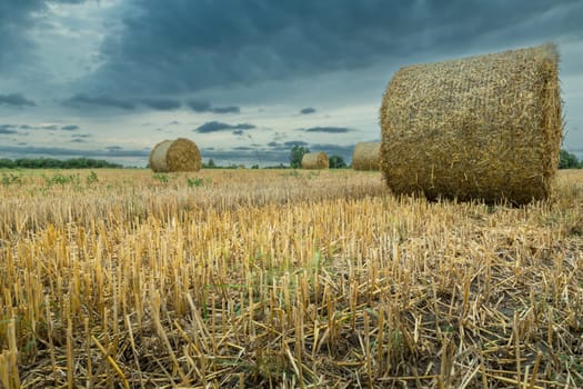 Round hay bales in a field and overcast sky, summer rural weather