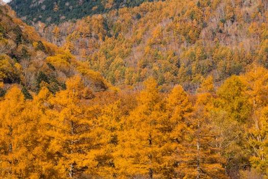Yellow leave tree hiking trail