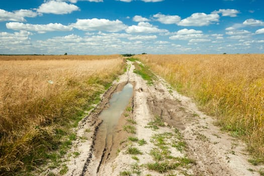 Puddle on dirt road through grain field and white clouds at sky, summer rural view