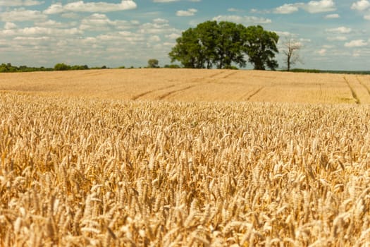 Big trees behind a huge wheat field, summer rural view