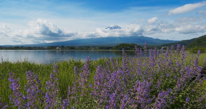 Mountain Fujisan and Lavender field in Kawaguchiko in Japan