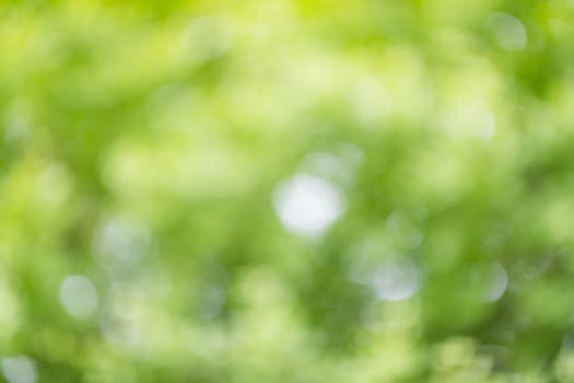 Blur of green plant view