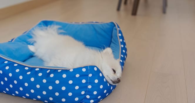 Pomeranian dog sleep on bed