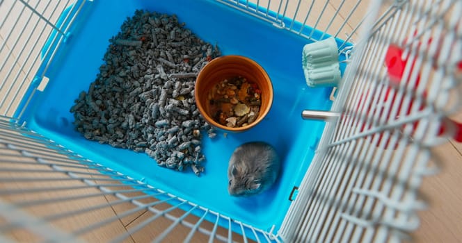 Top view of the hamster inside the cage