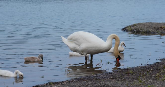 White swan family swim at the lake