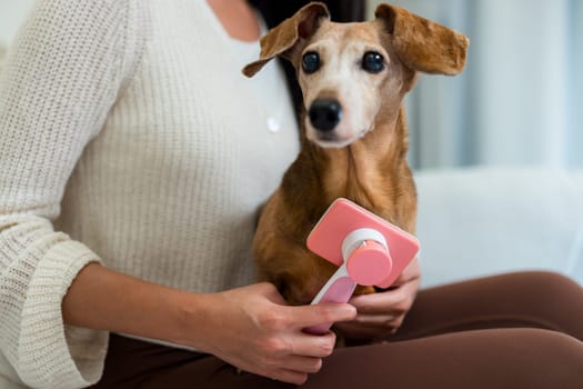 Woman brush her dachshund dog hair at home