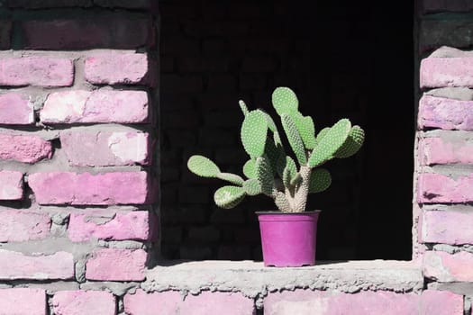 Green cactus as home decor is in pink flowertop on window of old pink brick wall, interior design concept.