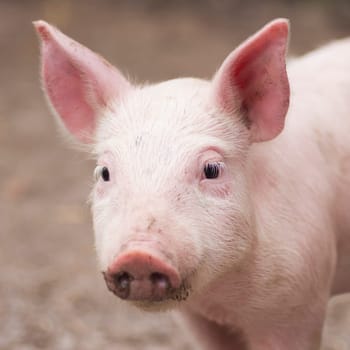 Animal portrait of cute little piglet, pink domestic pig, agricultural pig breeding concept.