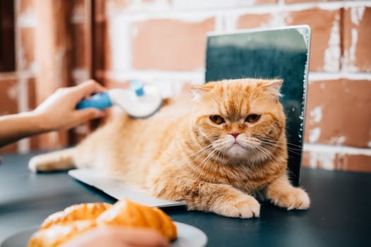 The bond between a woman and her Scottish Fold cat shines as she gently combs the cat's long fur, capturing the essence of their affectionate friendship and pet care. Pat love routine
