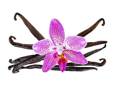 Orchid flower and vanilla pods isolated on white background