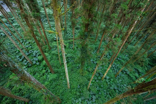 Top down view of the forest