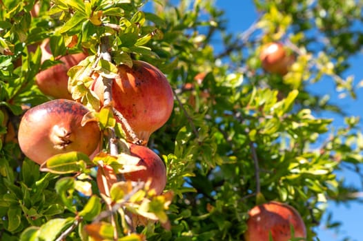Beautiful fresh and ripe pomegranate fruit on a tree in a lush orchard