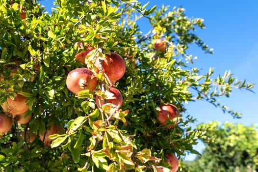 Beautiful fresh and ripe pomegranate fruit on a tree in a lush orchard