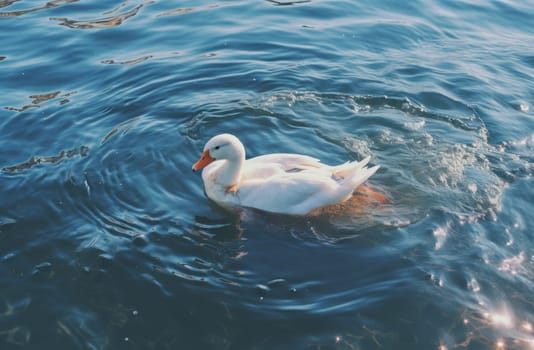 a white duck floating on the water.
