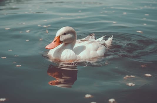 a white duck floating on the water.