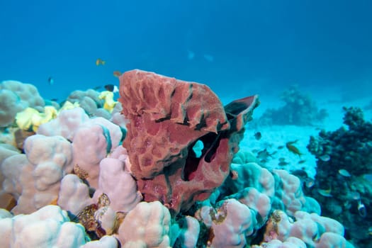 Colorful, picturesque coral reef at the bottom of tropical sea, great sea tube sponge, underwater landscape