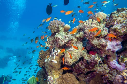 Colorful, picturesque coral reef at the bottom of tropical sea, hard corals and fishes Anthias, underwater landscape