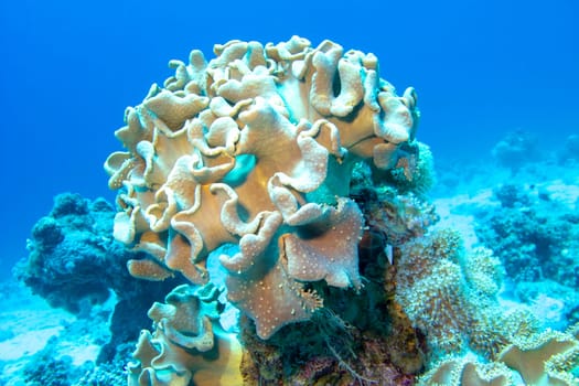 Colorful, picturesque coral reef at bottom of tropical sea, soft coral Sarcophyton, underwater landscape