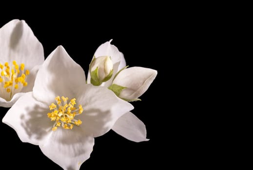 Beautiful, delicate white flowers of the jasmine shrubon on a black background, close up