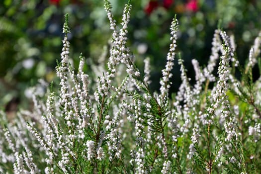 white flowers of calluna vulgaris in the garden