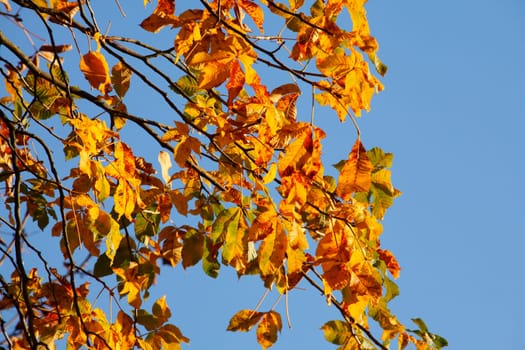 Chestnut leaves, chestnut, golden yellow fall leaves hanging on a tree, Germany