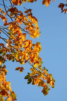 Chestnut leaves, chestnut, golden yellow fall leaves hanging on a tree, Germany