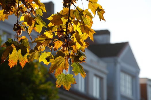 Maple (Acer ), golden yellow fall leaves hanging on a tree in the background, residential buildings, backlight, Germany
