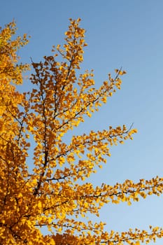 Ginkgo tree (Ginkgo biloba), yellow colored leaves in autumn, Germany