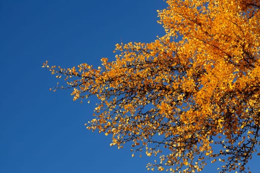 Ginkgo tree (Ginkgo biloba), yellow colored leaves in autumn, Germany