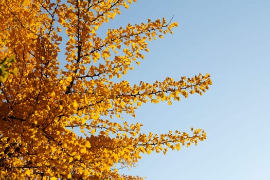 Ginkgo tree (Ginkgo biloba), yellow colored leaves in autumn, Germany