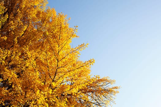 Ginkgo tree (Ginkgo biloba), yellow colored leaves in autumn, Germany