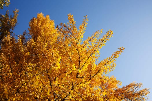 Ginkgo tree (Ginkgo biloba), yellow colored leaves in autumn, Germany