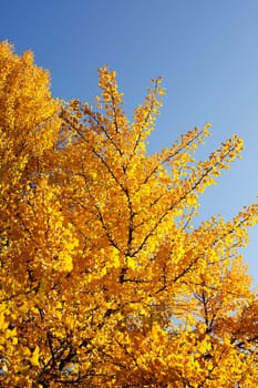 Ginkgo tree (Ginkgo biloba), yellow colored leaves in autumn, Germany