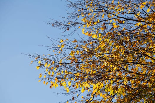 Colorful autumn leaves on a beech tree , Germany