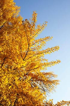 Ginkgo tree (Ginkgo biloba), yellow colored leaves in autumn, Germany