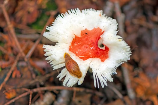 Slug Feeding on a Tattered Fungus in Superior Provincial Park in Ontario
