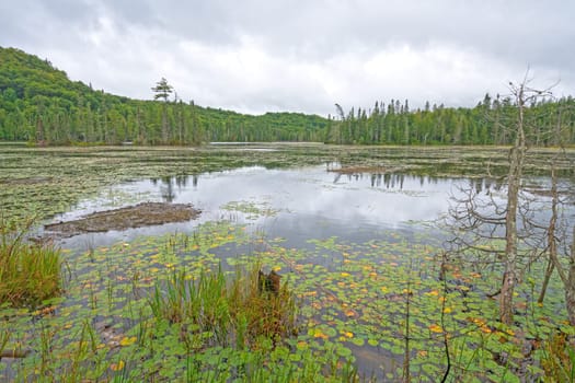 Verdant Colors on a Boreal Lake on Rustle Lake in Superior Provincial Park in Ontario