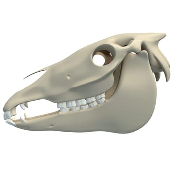 Horse Skull animal anatomy 3D rendering model on white background
