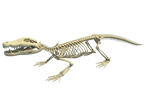 Crocodile Skeleton animal anatomy 3D rendering model