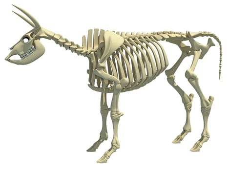Cow Skeleton animal anatomy 3D rendering model