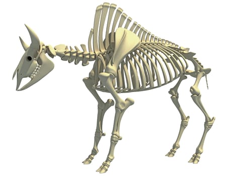 Bison Skeleton animal anatomy 3D rendering model