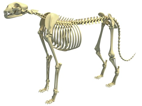 Cheetah Skeleton anatomy 3D rendering model