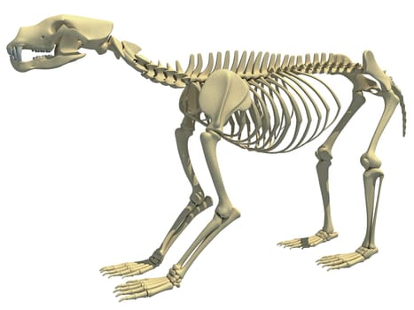 Bear Skeleton animal anatomy 3D rendering