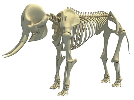 Elephant Skeleton animal anatomy 3D rendering model